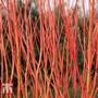 Cornus sericea 'Cardinal'