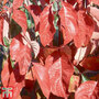 Cornus florida