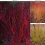 Cornus Winter Stems Collection