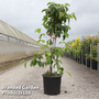 Cornus nuttallii 'Ascona'