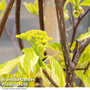 Cornus controversa