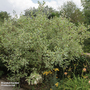 Cornus controversa 'Variegata'