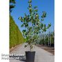 Cornus kousa 'Galilean'