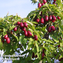 Cornus mas 'Kazanlak'