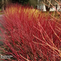 Cornus sericea 'Kelseyi'