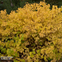 Cornus sanguinea 'Magic Flame'