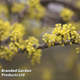 Cornus mas 'Aurea'