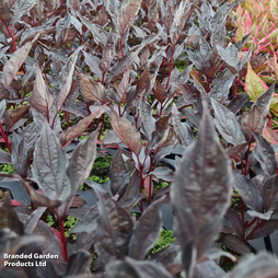 Cornus alba 'Nightfall'