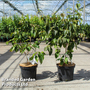 Cornus kousa 'Satomi Compact'