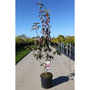Cornus kousa 'Stellar Pink'