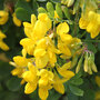 Coronilla glauca