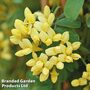 Coronilla valentina subsp. glauca 'Citrina'