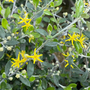Corokia 'Clover'