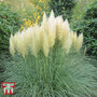 Cortaderia selloana 'White'