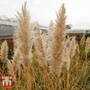 Cortaderia selloana 'Minipampas'