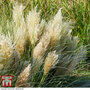 Cortaderia selloana 'Tiny Pampa'