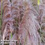 Cortaderia selloana 'Rosea'