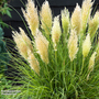 Cortaderia selloana 'Tiny Pampa'
