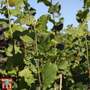 Corylus avellana 'Webb's Prize Cob'