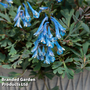 Corydalis 'Blue Heron'