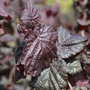Corylus avellana 'Red Majestic'