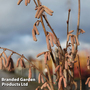 Corylus 'Rode Zellernoot'