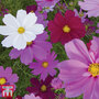 Cosmos bipinnatus 'Sensation Mixed' - Seeds