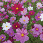 Cosmos bipinnatus 'Sensation Mixed' - Seeds