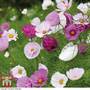 Cosmos bipinnatus 'Cupcakes and Saucers' - Seeds