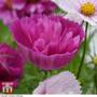 Cosmos bipinnatus 'Cupcakes and Saucers' - Seeds