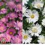 Cosmos 'Popsocks Mixed' - Seeds
