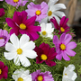 Cosmos 'Candyfloss Mix' - Seeds