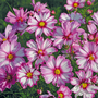 Cosmos bipinnatus 'Capriola' - Seeds
