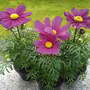 Cosmos bipinnatus 'Cosmini Carmine'