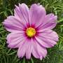 Cosmos bipinnatus 'Cosmini Pink'