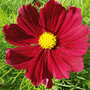 Cosmos bipinnatus 'Cosmini Red'