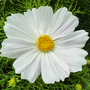 Cosmos bipinnatus 'Cosmini White'