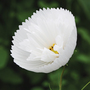 Cosmos bipinnatus 'Cupcakes White' - Seeds