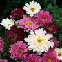 Cosmos bipinnatus 'Double Click' - Seeds