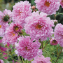 Cosmos bipinnatus 'Double Click Rose Bonbon'
