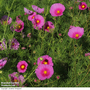 Cosmos 'Fondant Fancy' - Seeds