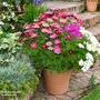 Cosmos bipinnatus 'Gazebo Mixed' - Seeds