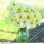 Cosmos bipinnatus 'Lemonade™' - Seeds