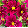 Cosmos bipinnatus 'Fandango' - Seeds