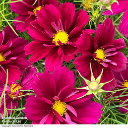 Cosmos bipinnatus 'Fandango' - Seeds