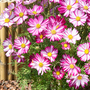 Cosmos 'Dwarf Purple Picotee' - Seeds