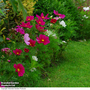 Cosmos bipinnatus 'Sonata Series Mixed' - Seeds