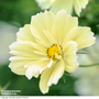 Cosmos bipinnatus 'Xanthos' - Seeds