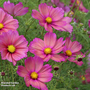Cosmos bipinnatus 'Xsenia' - Seeds