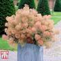 Cotinus coggygria 'Young Lady'